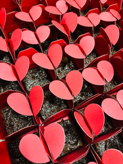 Cake Souvenir - sold per Dozen (12)